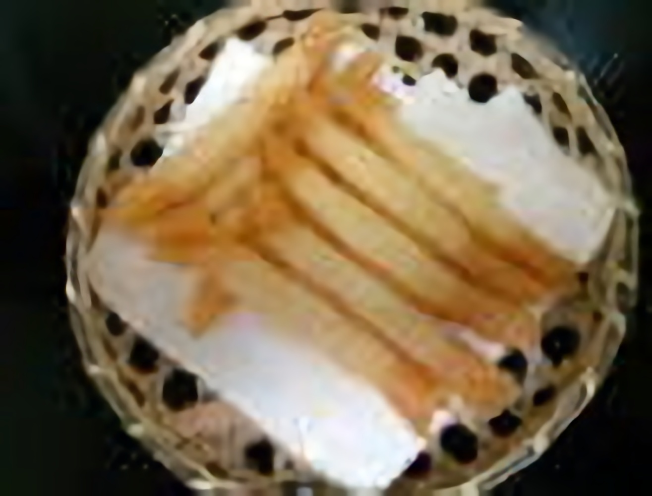 チーズ包み揚げ<br>715円